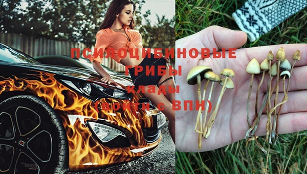 индика Бородино
